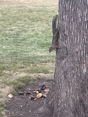 Sciurus carolinensis