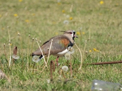 Vanellus chilensis