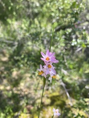 Olsynium scirpoideum