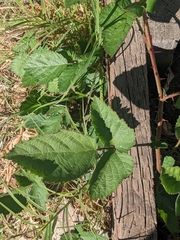 Rubus armeniacus