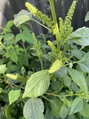 Amaranthus powellii