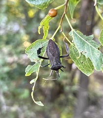 Acanthocephala terminalis