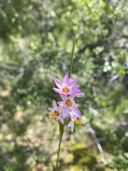 Olsynium scirpoideum