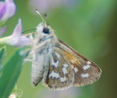 Hesperia comma