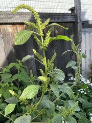 Amaranthus powellii