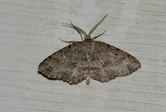 Melanolophia canadaria