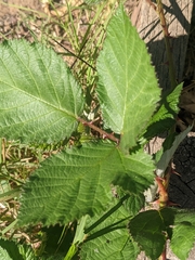 Rubus armeniacus
