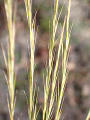 Aristida
