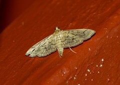 Herpetogramma pertextalis