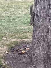 Sciurus carolinensis