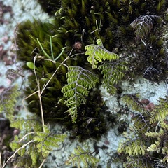 Hymenophyllum dentatum