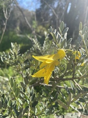 Sophora macrocarpa