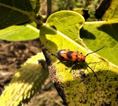 Tetraopes melanurus