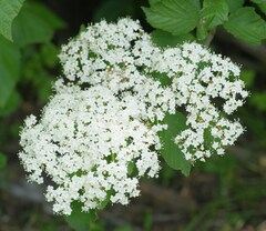 Viburnum dilatatum