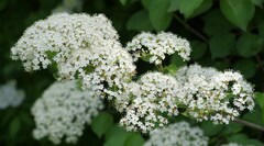 Viburnum dilatatum