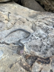 Arizona elegans elegans