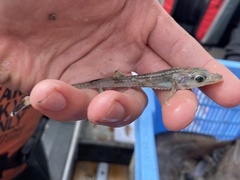 Bathyagonus pentacanthus