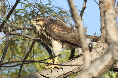 Buteo plagiatus