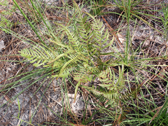 Pteridium