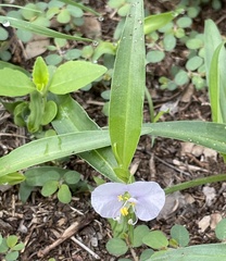Commelina erecta