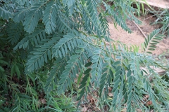 Amorpha fruticosa