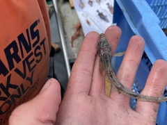 Bathyagonus pentacanthus