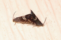 Grapholita interstinctana