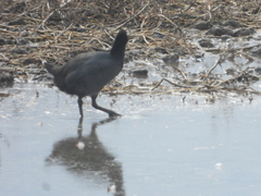 Fulica rufifrons