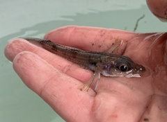 Bathyagonus pentacanthus