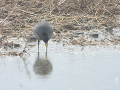 Fulica rufifrons