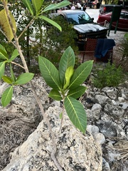 Ficus aurea