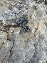 Arizona elegans elegans