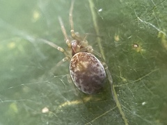Dictynidae