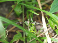 Tipula furca