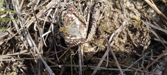 Burnsius communis