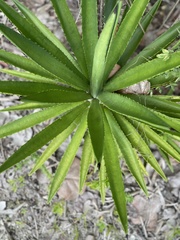 Agave decipiens