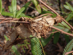 Omphalocera munroei