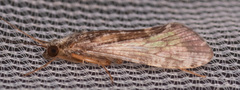 Hydropsychinae