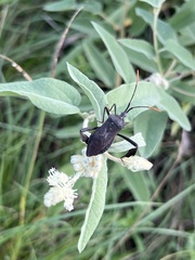 Acanthocephala terminalis