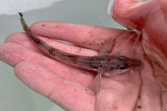Bathyagonus pentacanthus