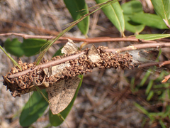 Omphalocera munroei