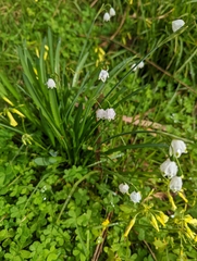 Leucojum aestivum