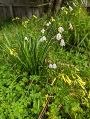 Leucojum aestivum