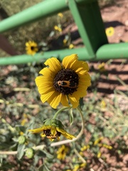 Chauliognathus basalis