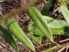 Asimina angustifolia
