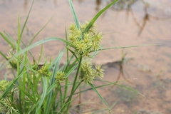 Cyperus odoratus