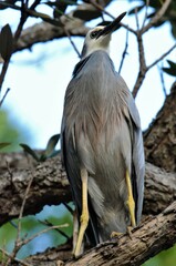 Egretta novaehollandiae novaehollandiae