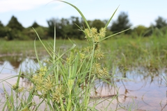 Cyperus odoratus