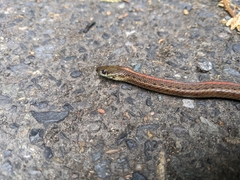 Thamnophis ordinoides