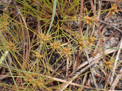 Bulbostylis stenophylla